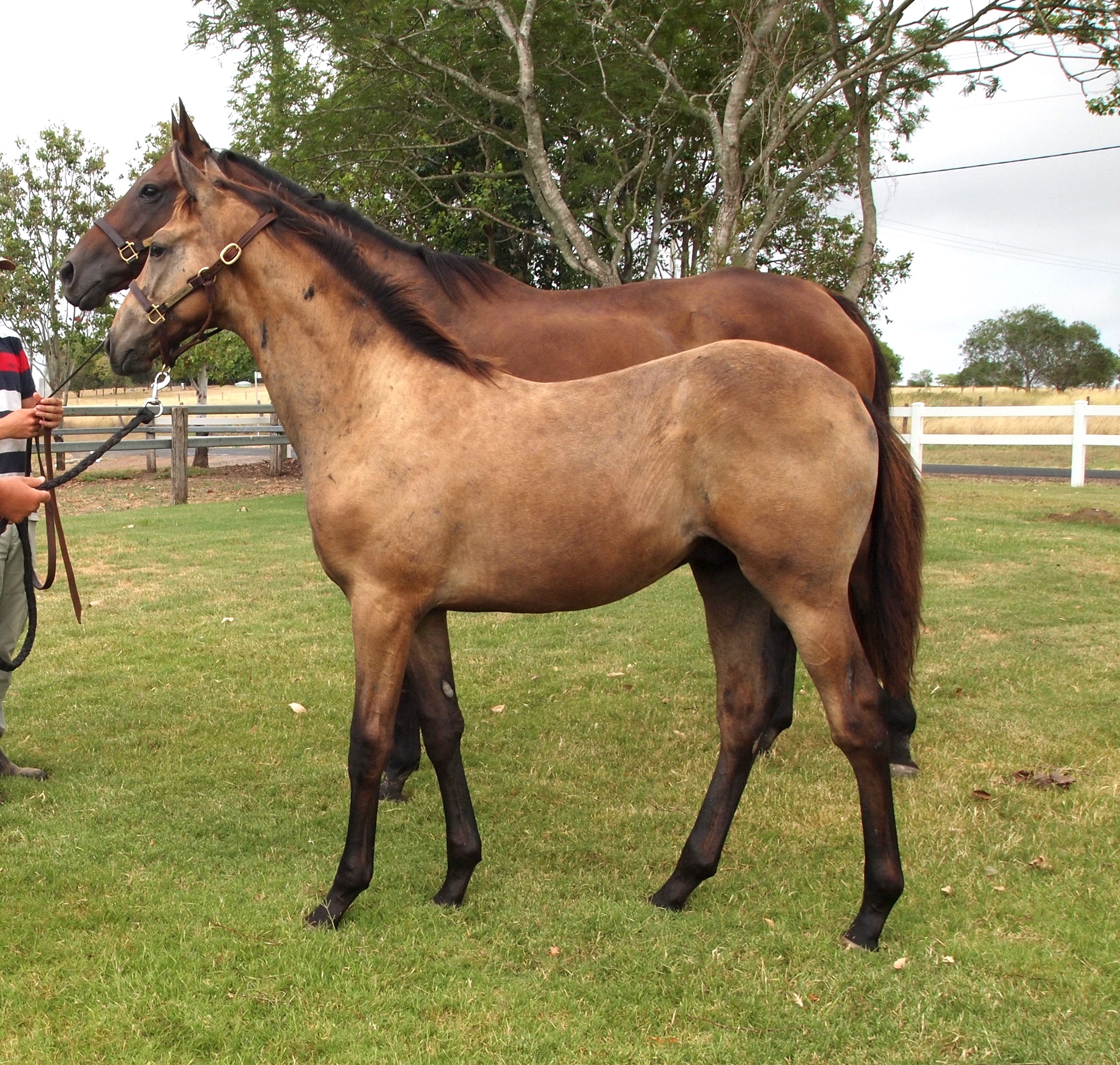 Top Echelon – MONASHEE PRINCESS weanling colt.