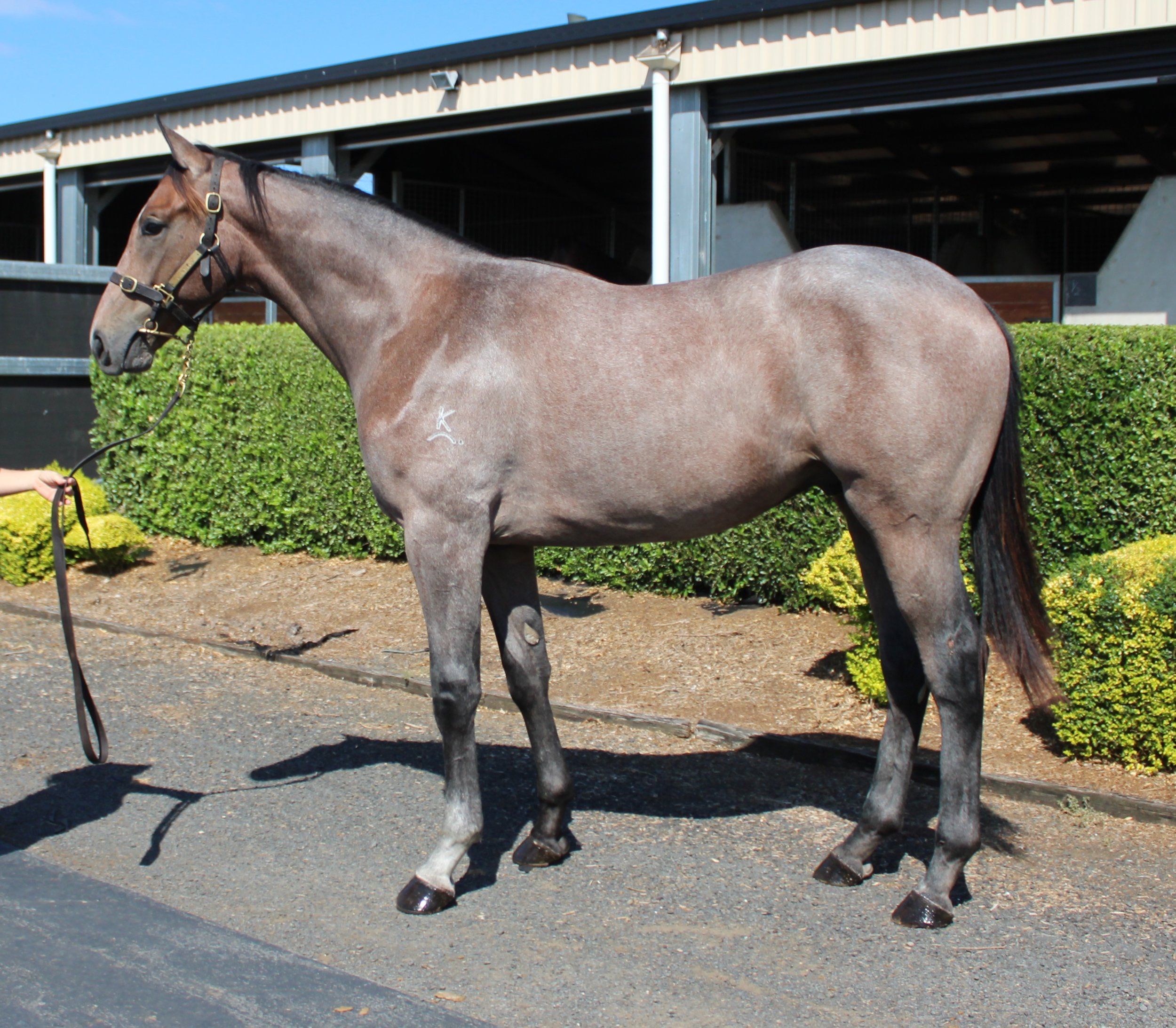 Lot 72 Top Echelon - Hot Doulton