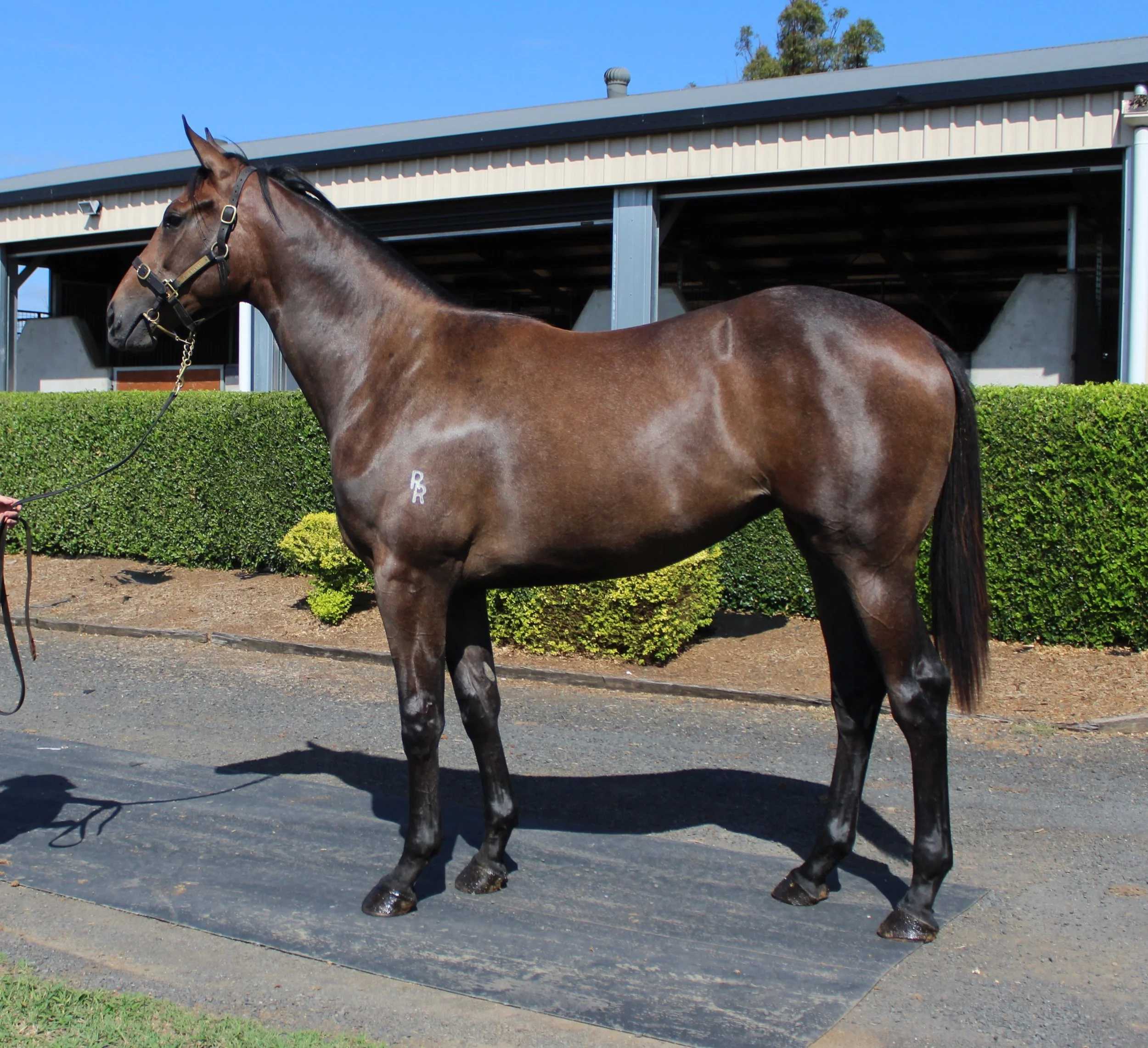 Lot 250 Top Echelon - Sale Eve