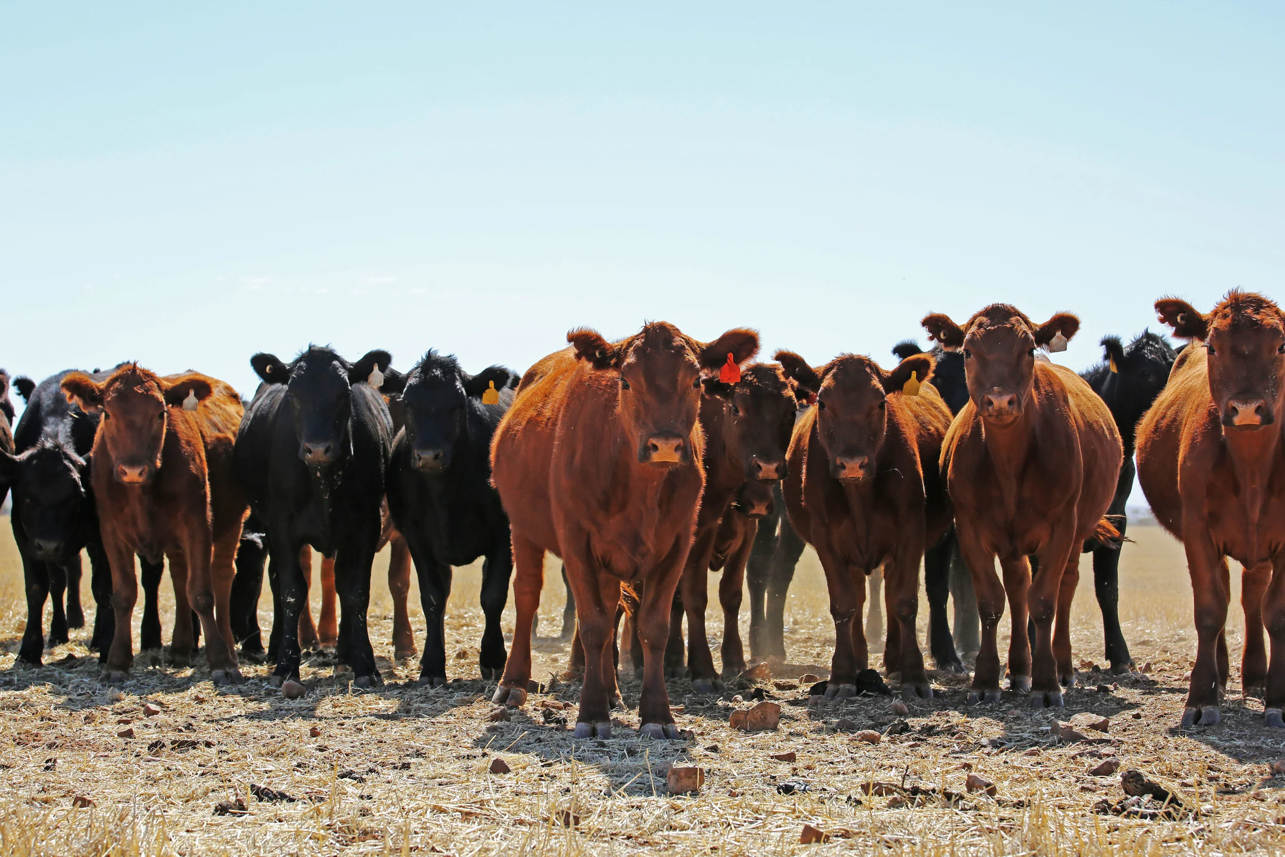 AgriPartner cattle.JPG