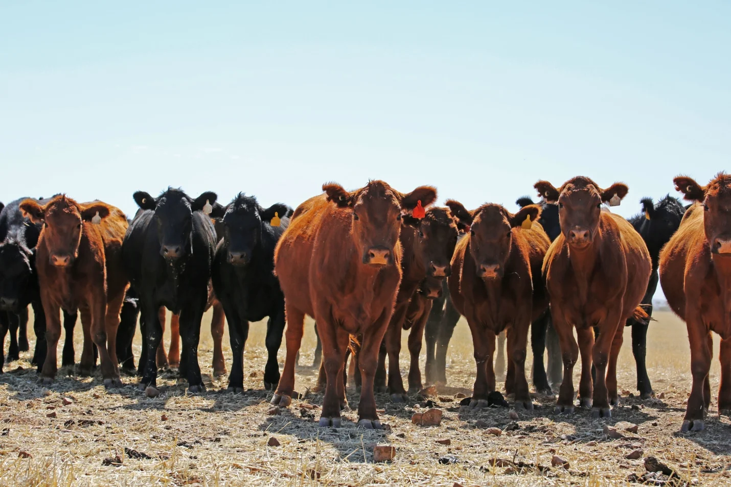 AgriPartner cattle.JPG