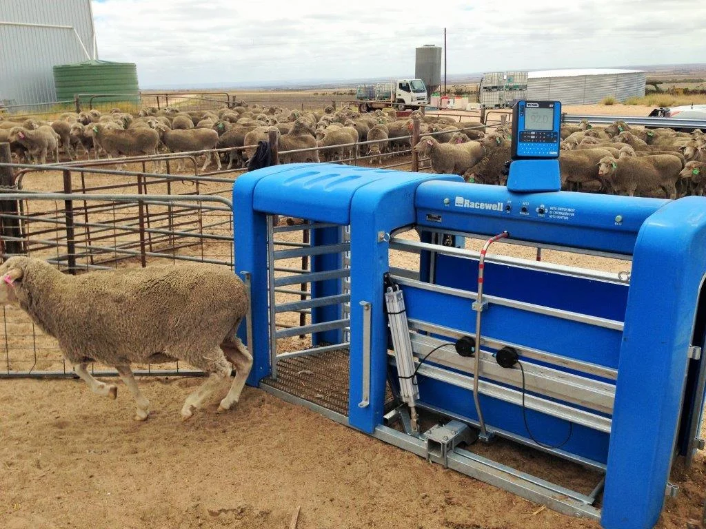 Precision Livestock Management - is it worth it? (Mannum, SA)