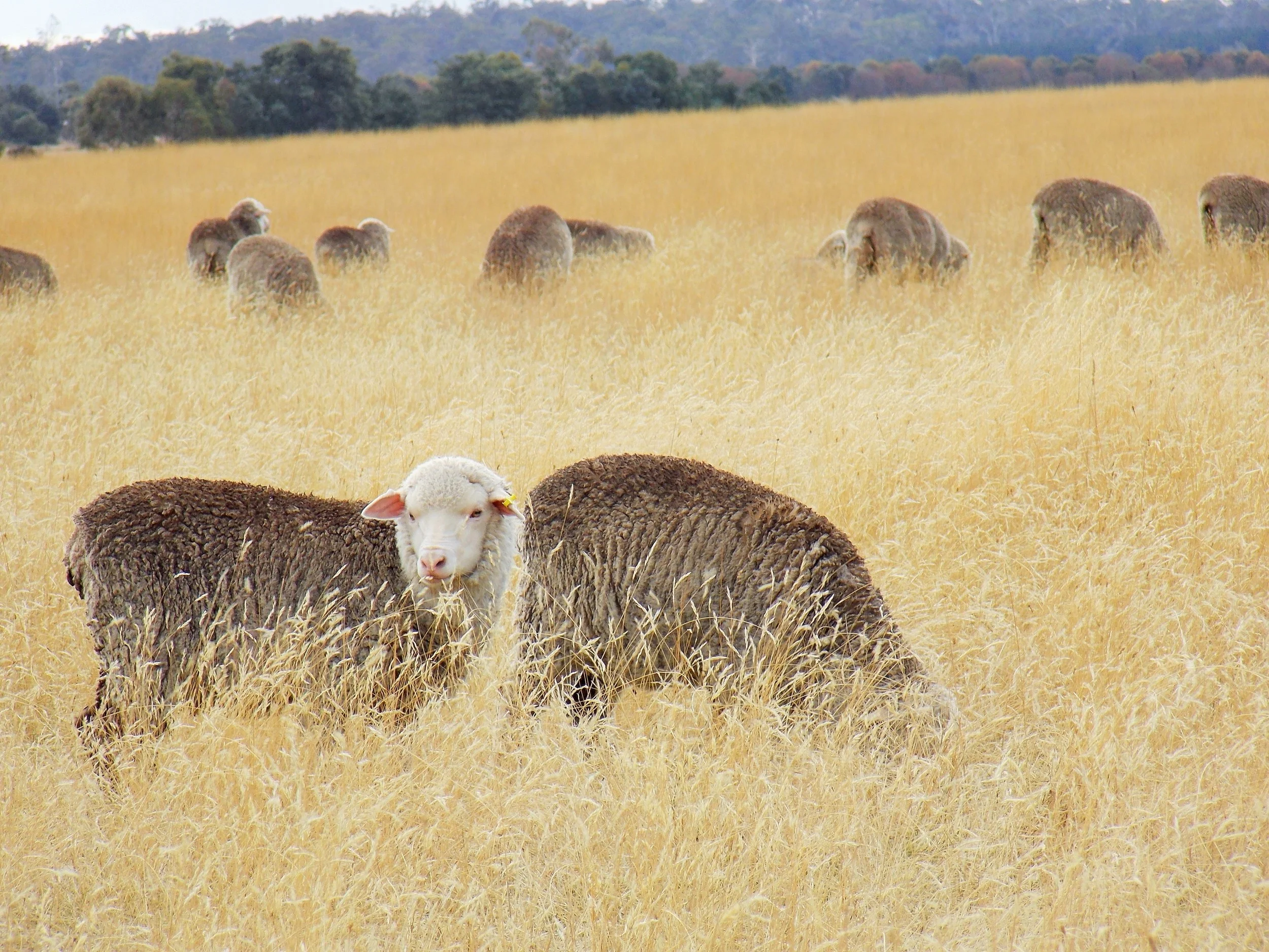 Grazing Native Pastures Workshop