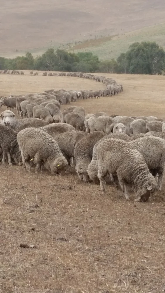 Drought Management Opportunities Workshop (Peake, SA)