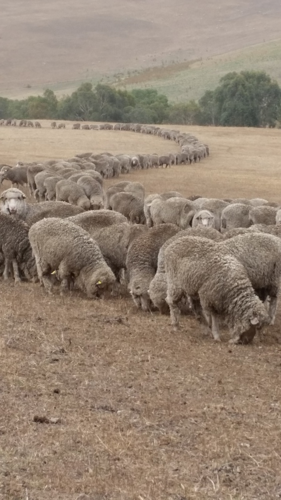 Drought Management Opportunities Workshop (Keith, SA)