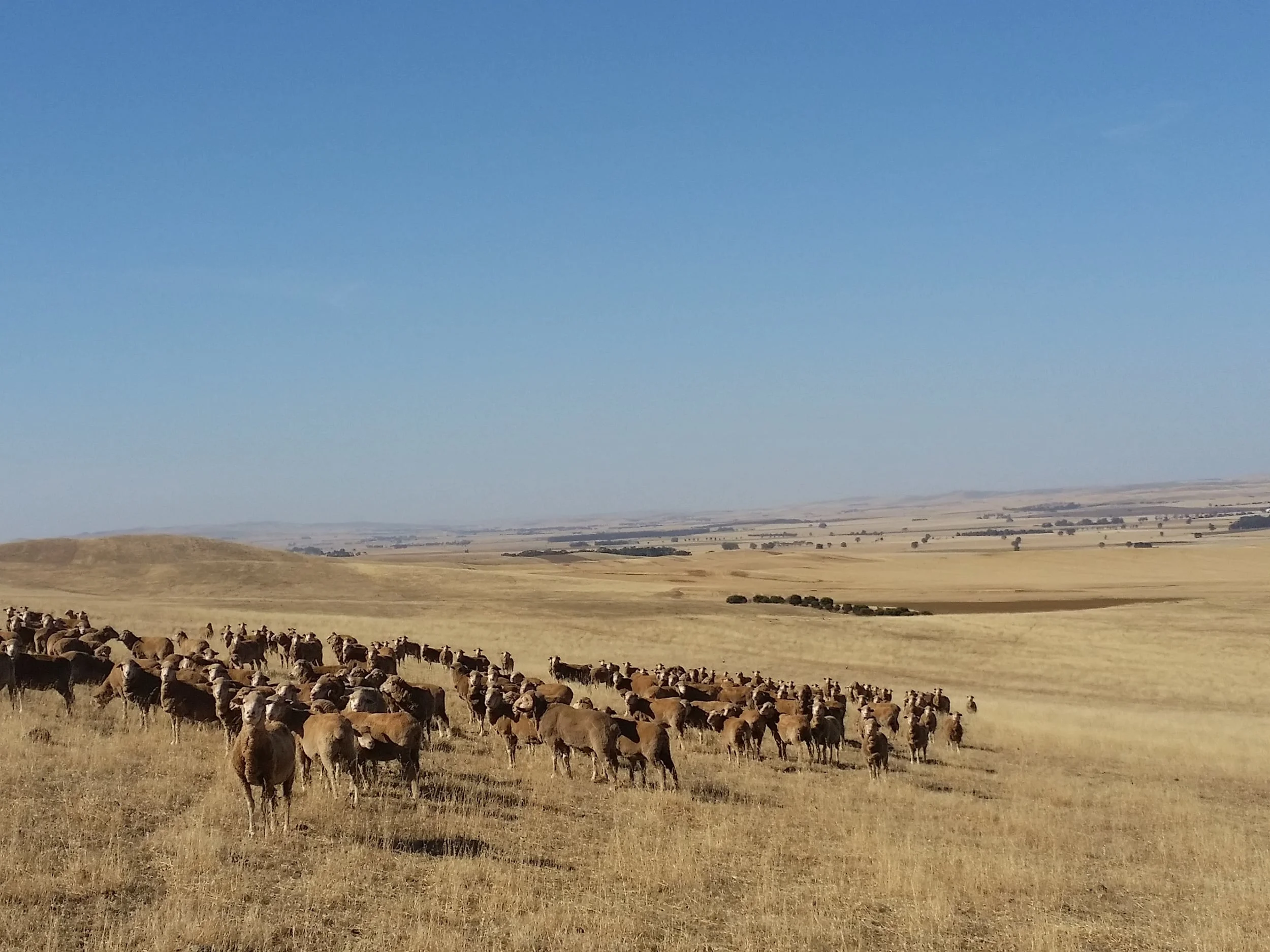November 2015 pasture sampling at Hill River
