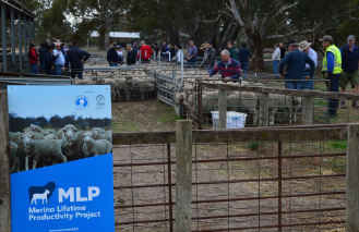 BALMORAL SIRE EVALUATION GROUP - ANNUAL FIELD DAY