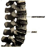 vertebrae.gif