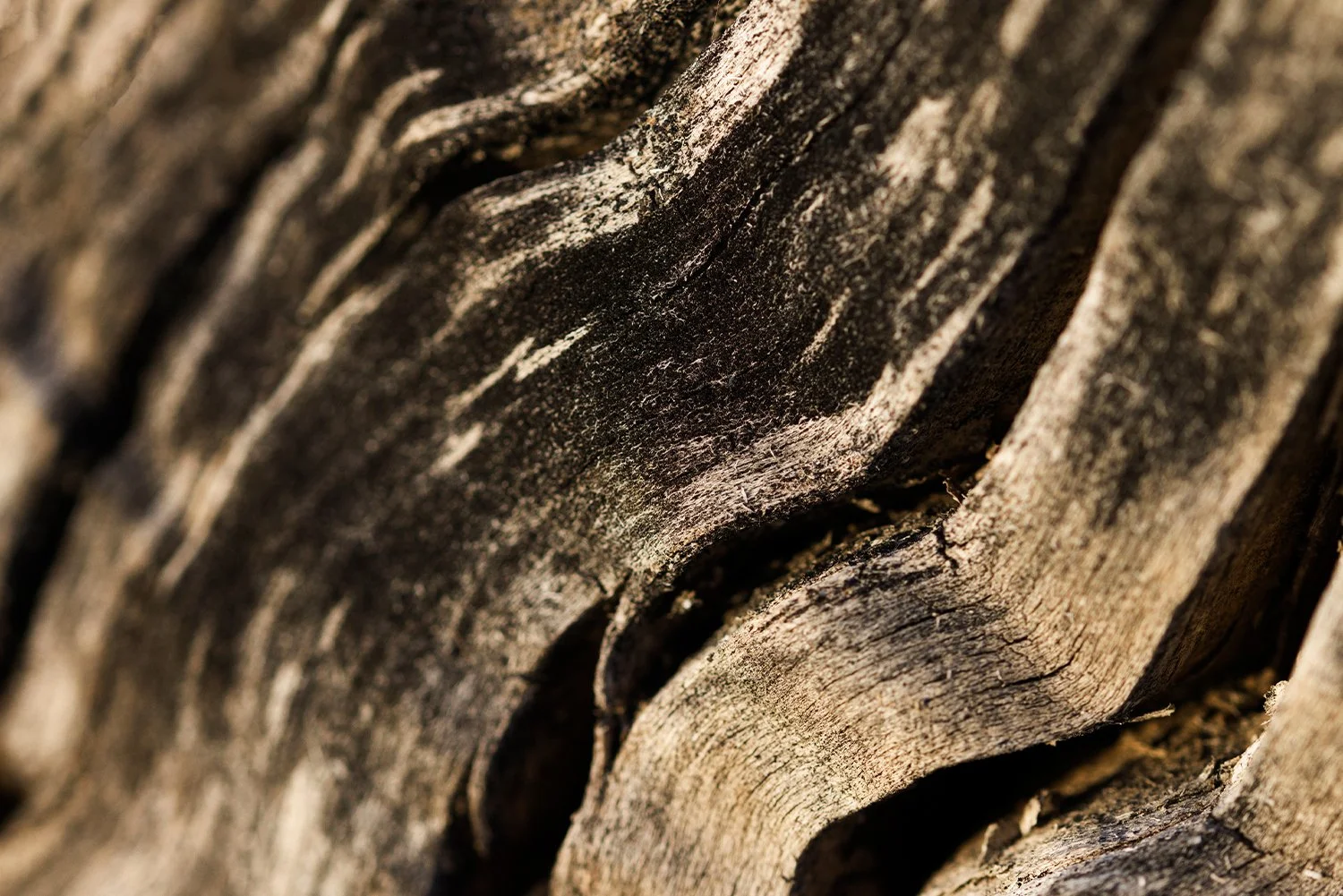 estelleimgs_0001_shutterstock_1662316261.jpg