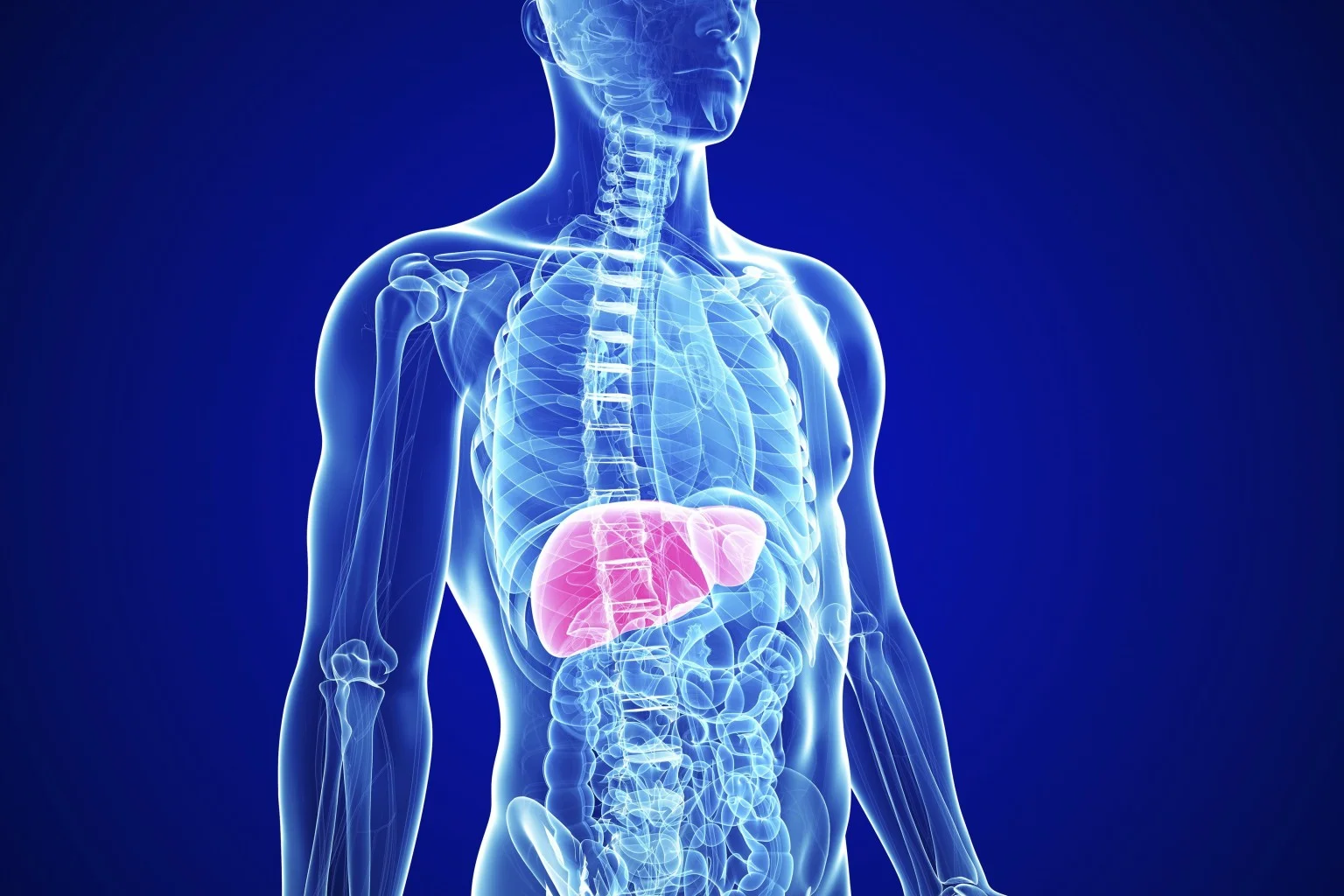 Liver & Fat Loss