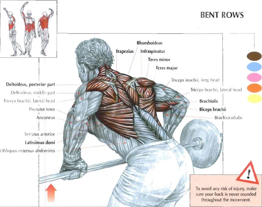 The Bent Over Row