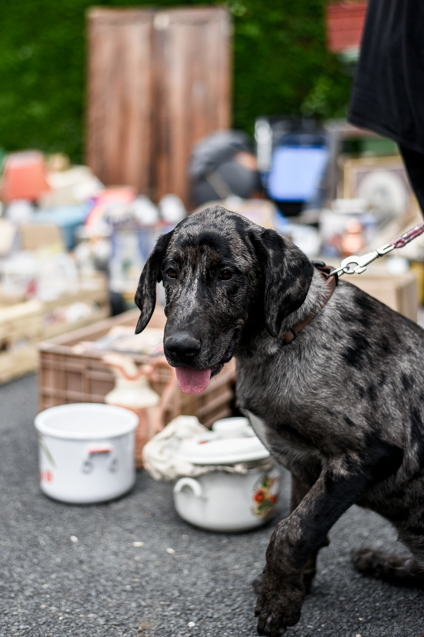 A day spent shopping at a traditional French flea market in Eymet, France!