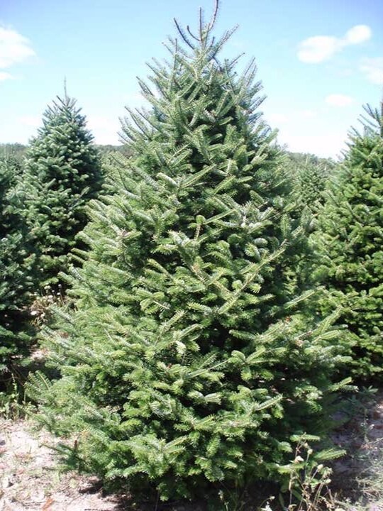 Your Ultimate Guide to Selecting the BEST Real Christmas Tree