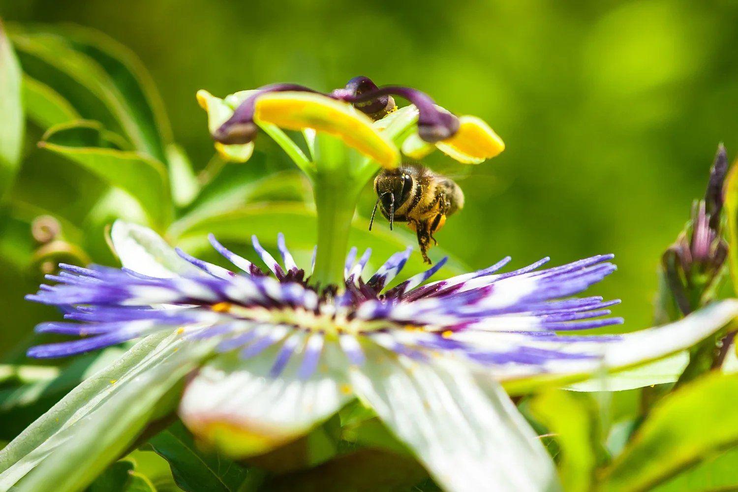 Greedy Bee Final.jpg