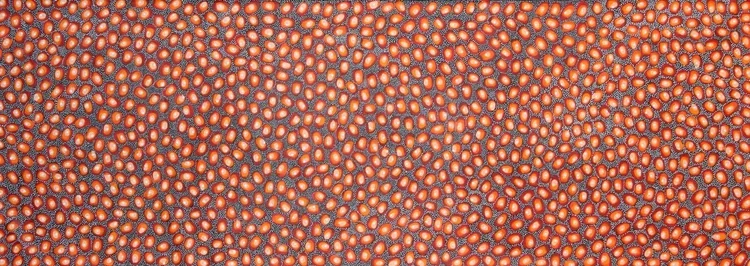 'Apenge Ngkweyange - Kurrajong Seed'