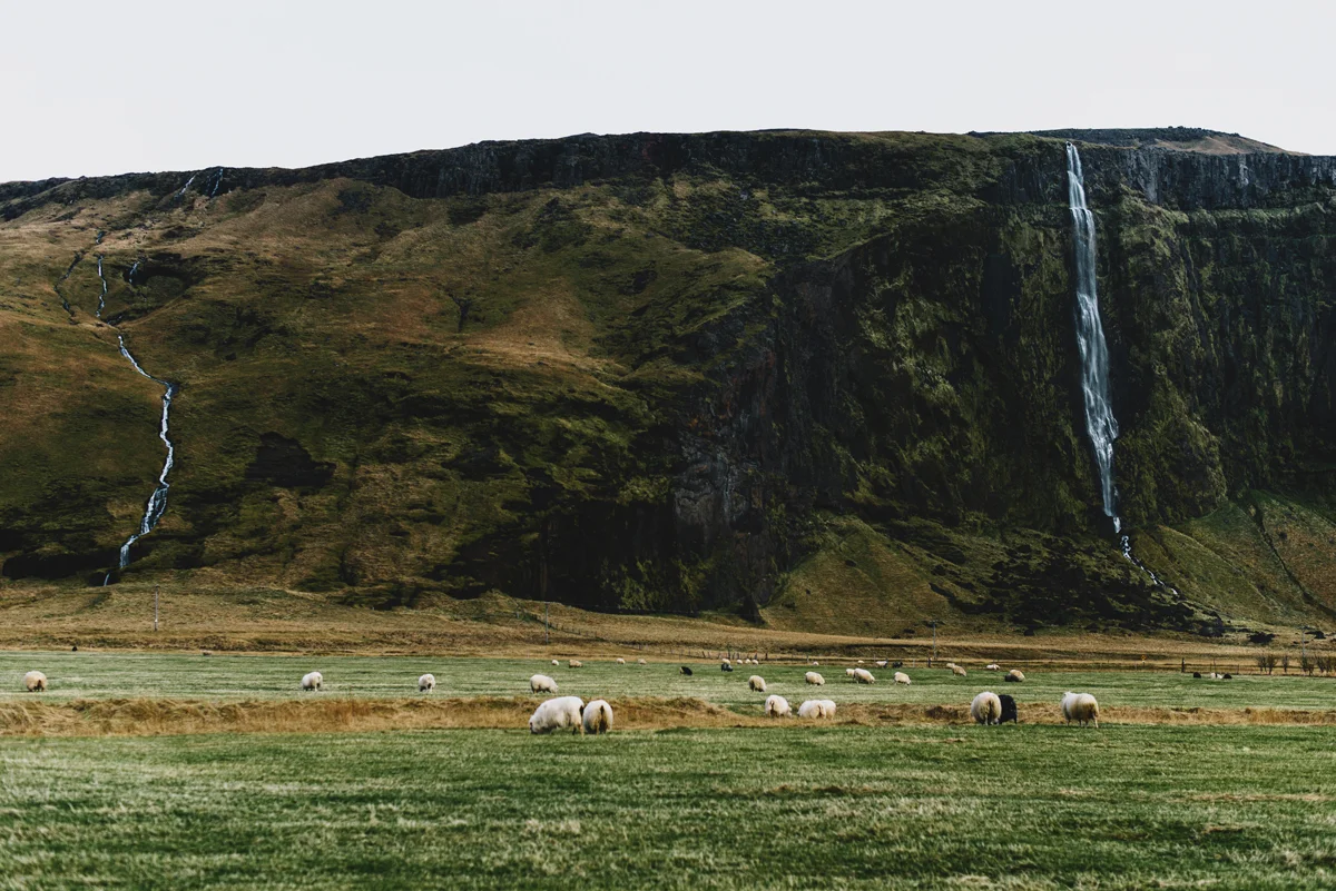 Sheep-and-fallssmallforweb.jpg