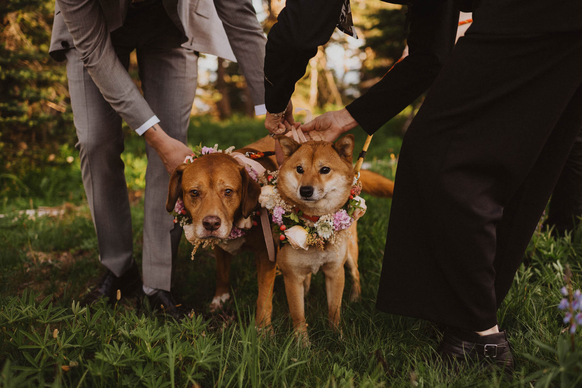 Hurricane Ridge Elopement, Peter+ Rachel -183.jpg