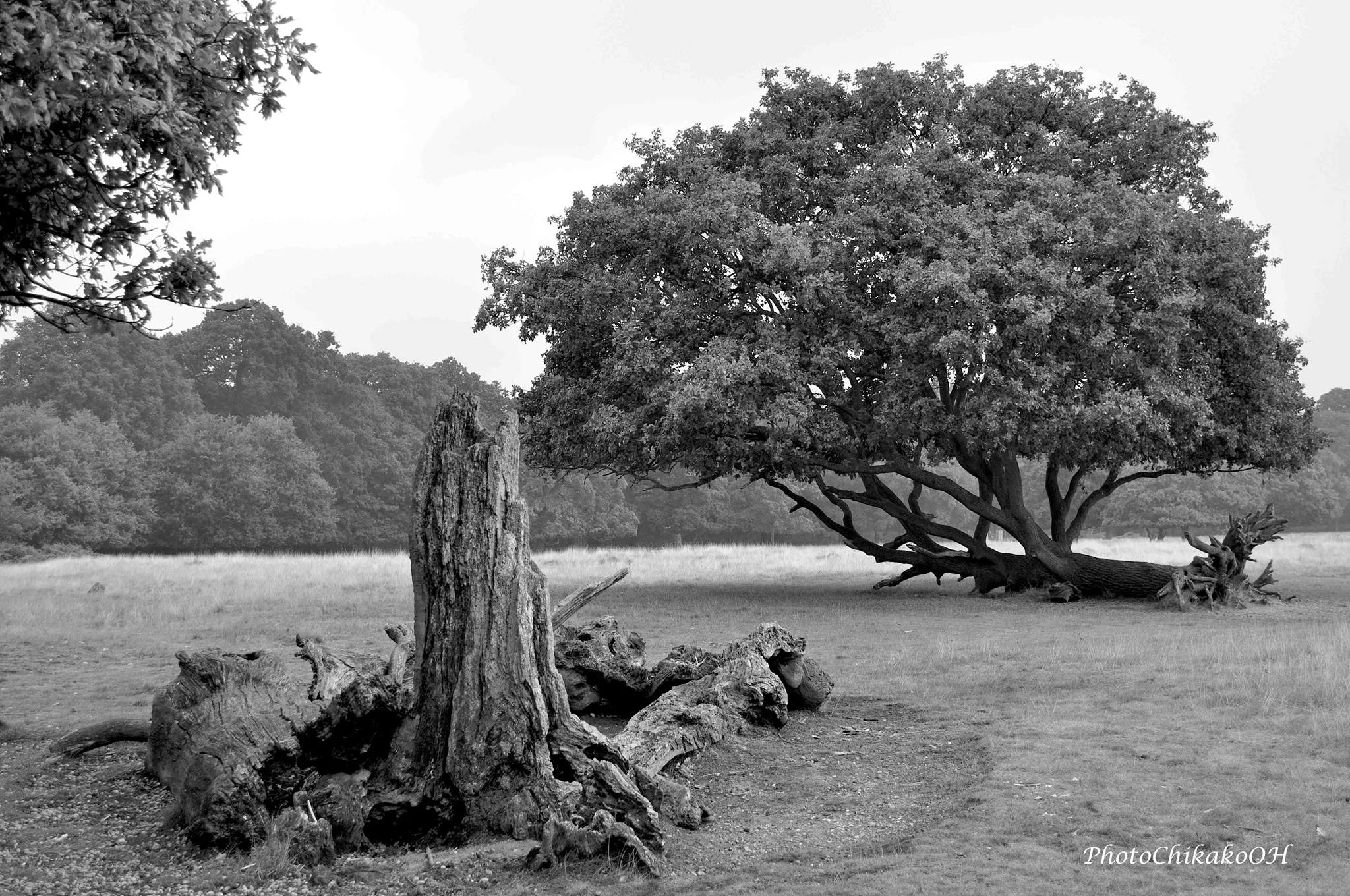 Richmond Park, London