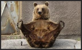 BURLESQUE BEAR JUST DOESN'T CARE!