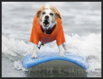 Beach Boys surf dog