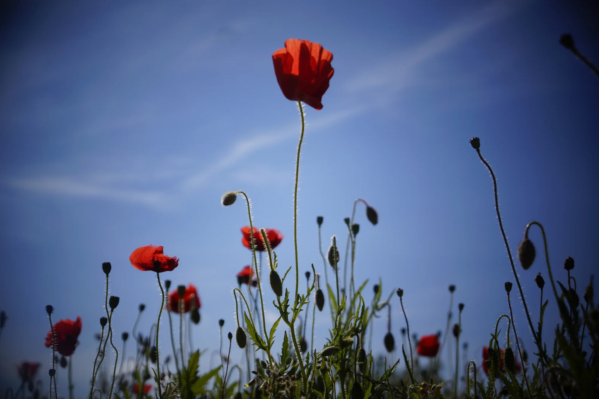 Poppies in Flanders Field