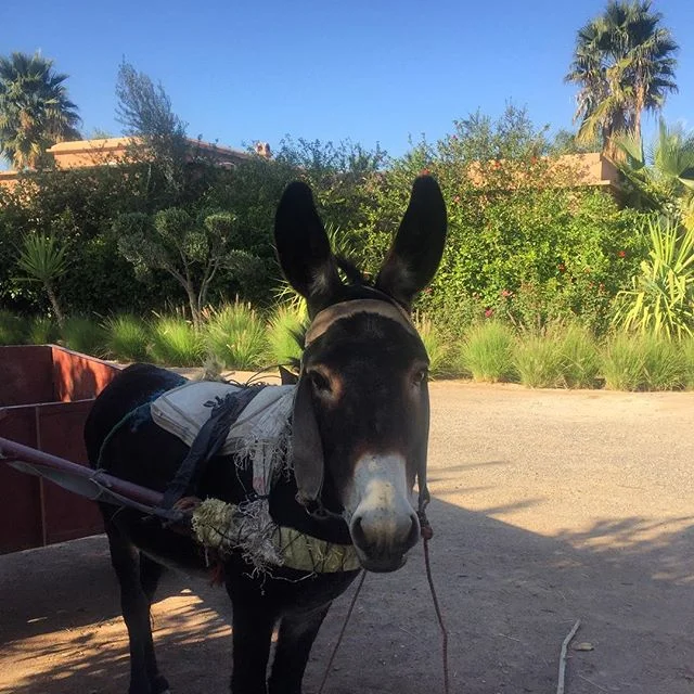 donkey.jpg