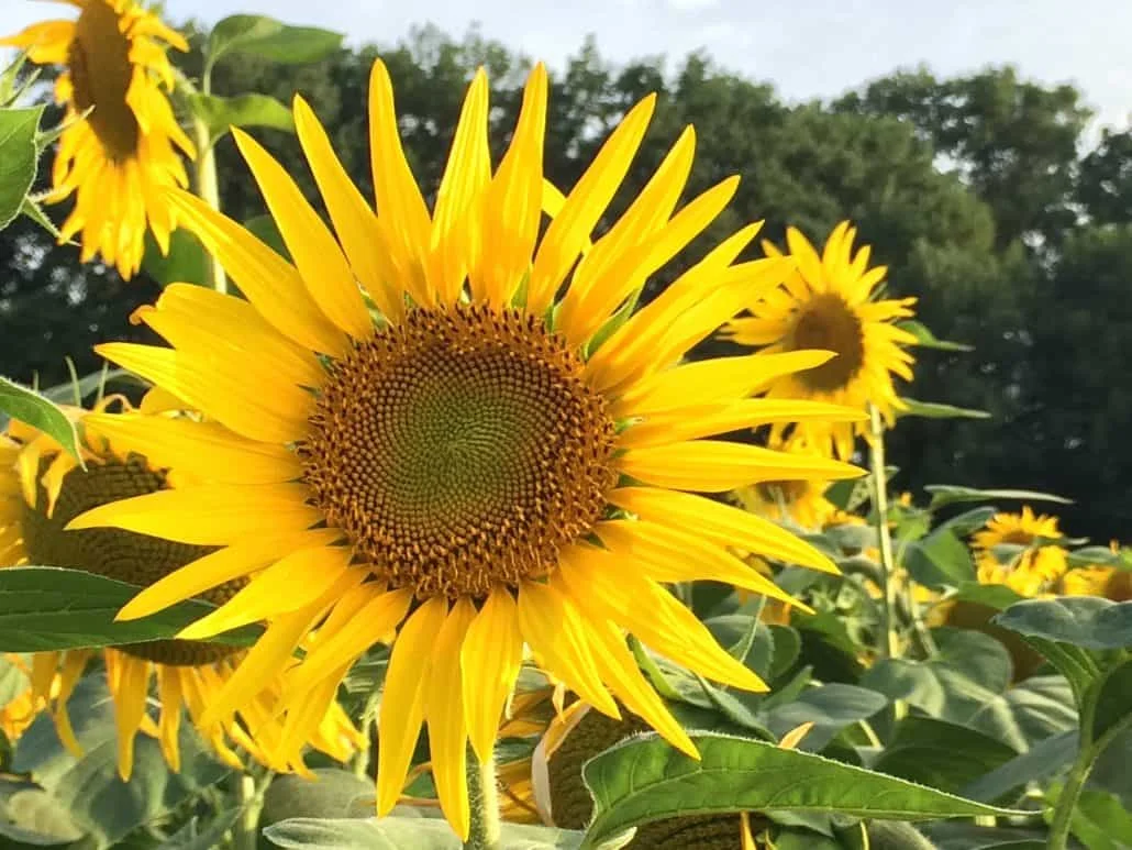 sunflower.jpg
