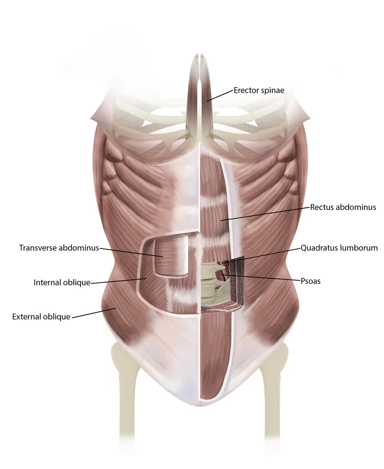 Yoga for core strength and awareness part 1: deep core muscles — Yoga ...