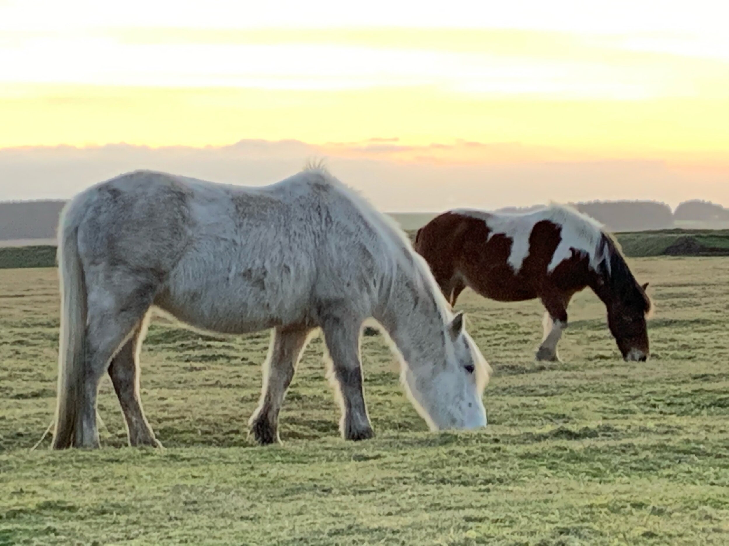Ponies in winter time on Bodmin Moor