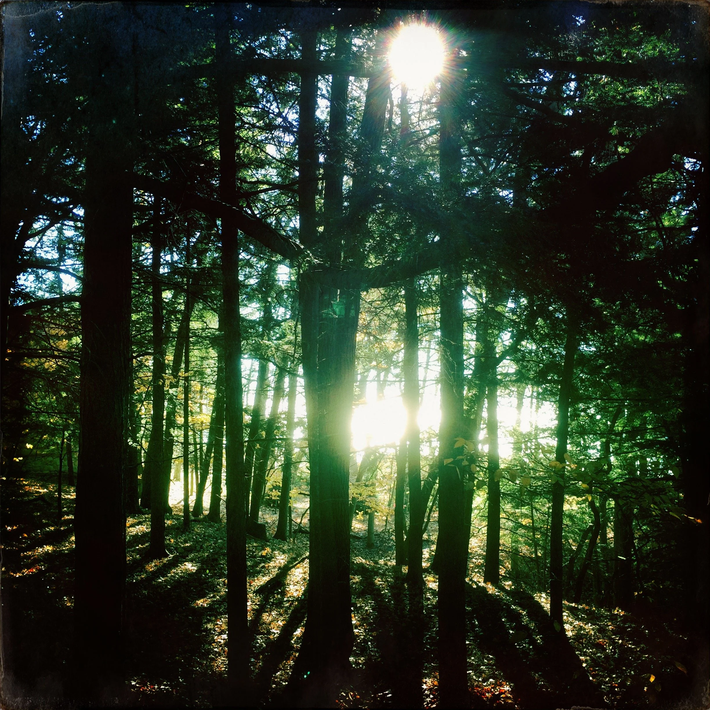  ‘komorebi’ - [n.] sunshine that filters thru the leaves of trees - the interplay between the light &amp; the leaves 