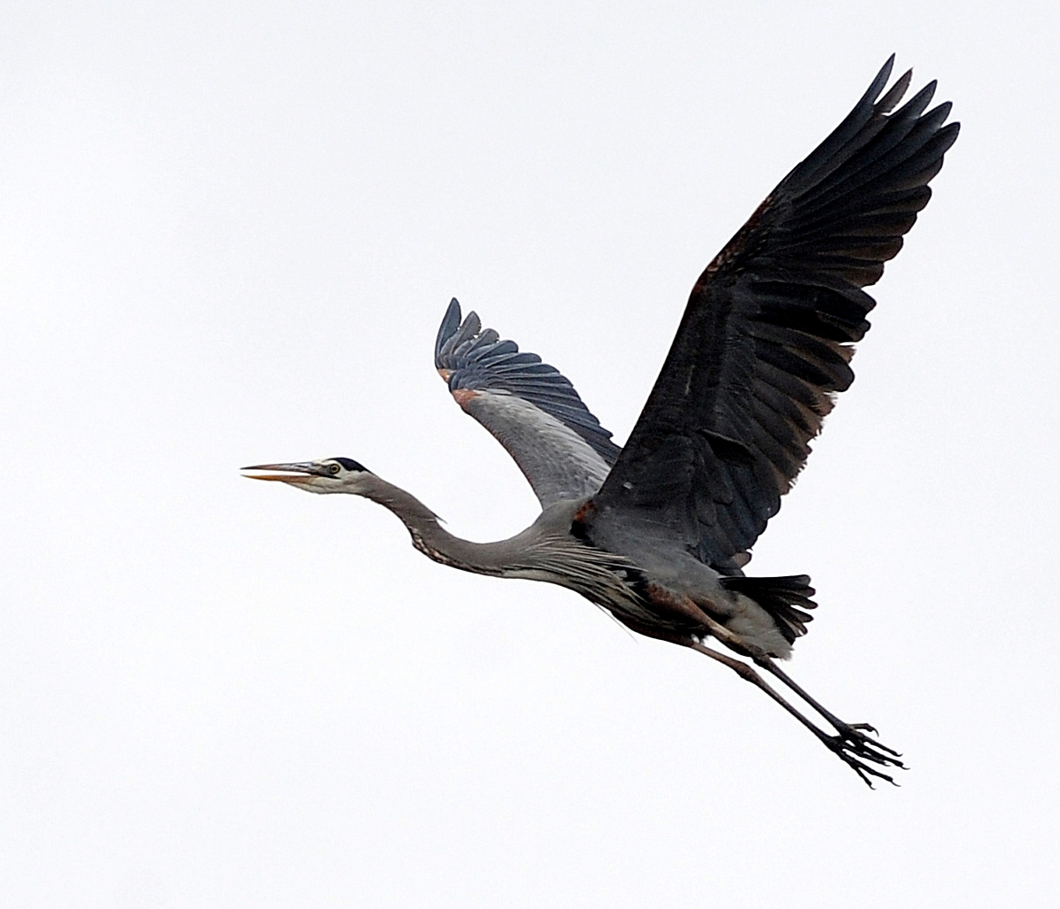  Great Blue Heron /  The Daily Journal  