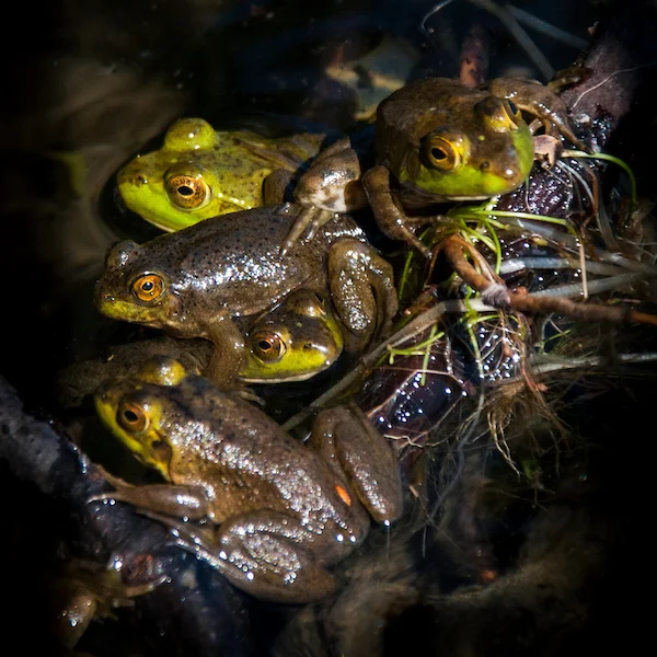 Frogs at Walkers Pond