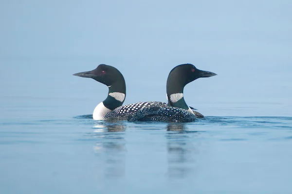 Pair of Loons