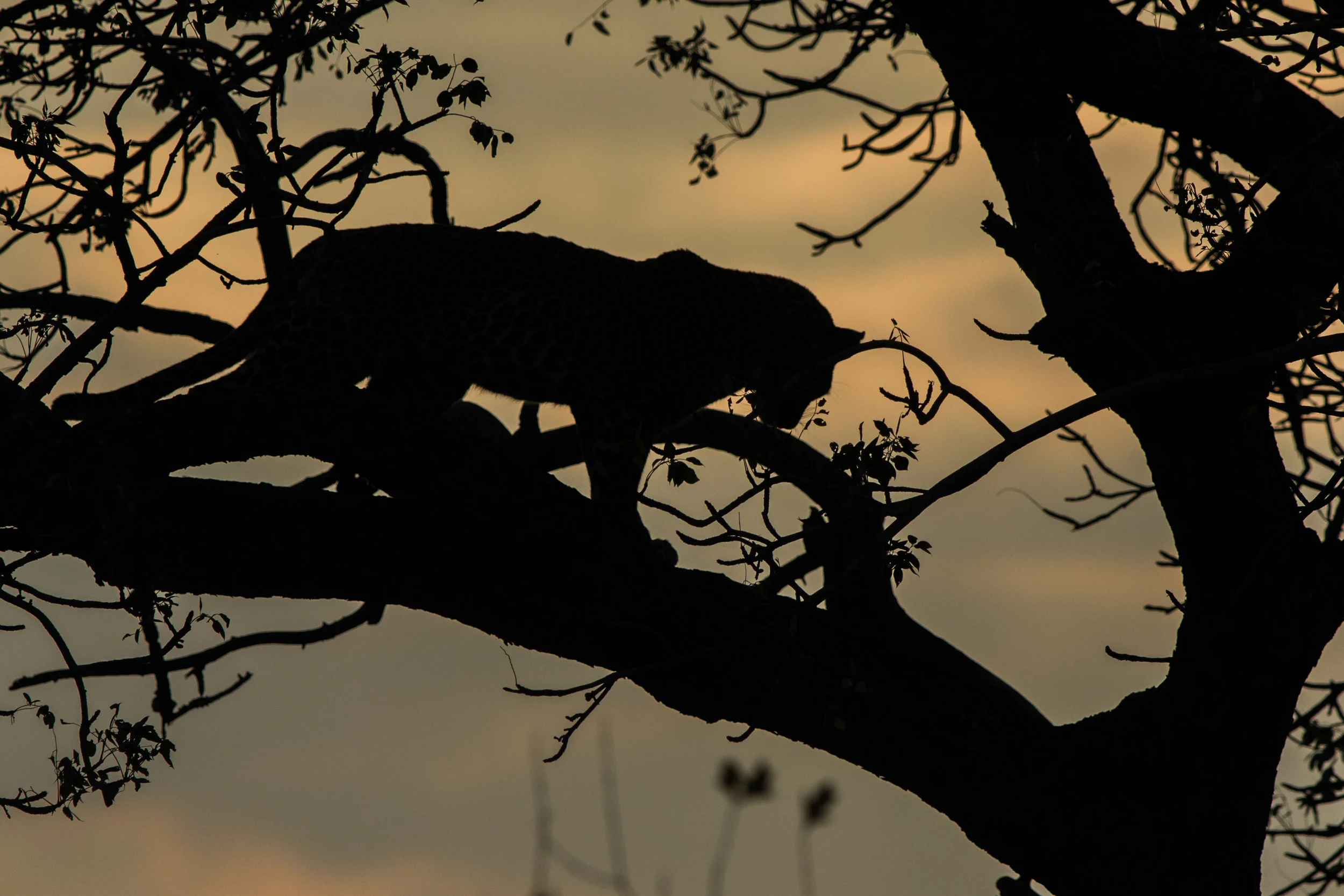 wildlife-17.jpg