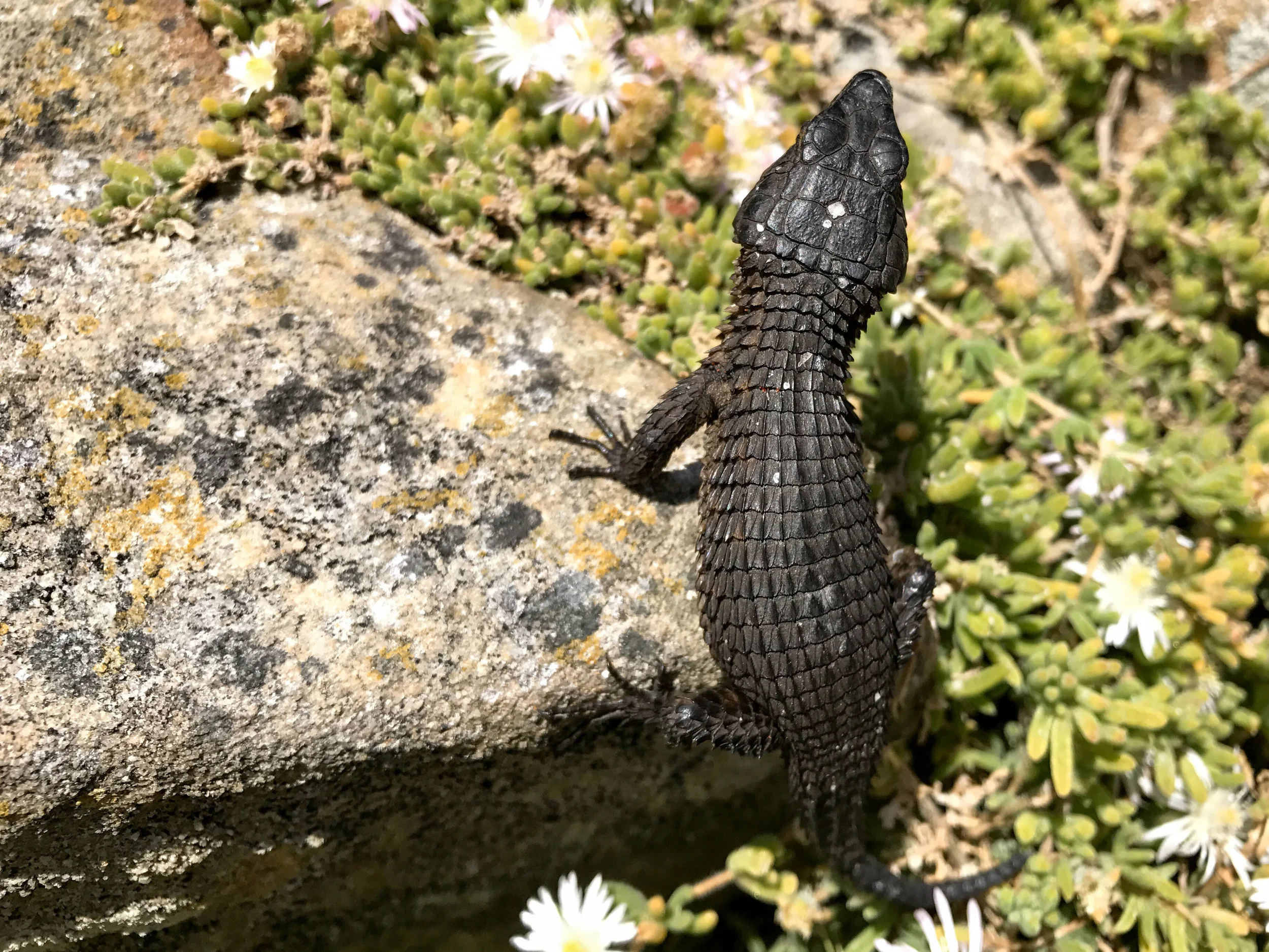 Cape Point nature Reserve — Morgan Mulholland