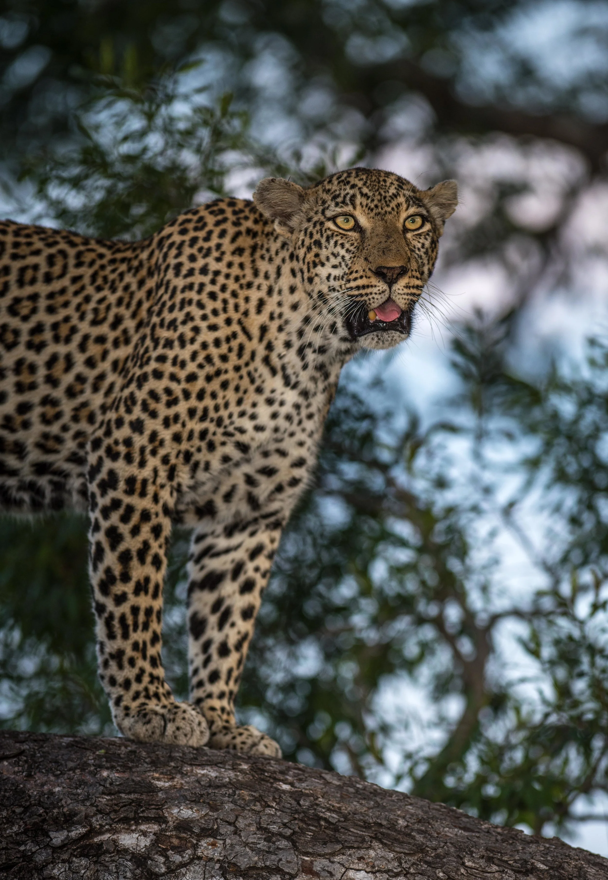 sabi (1 of 10).jpg