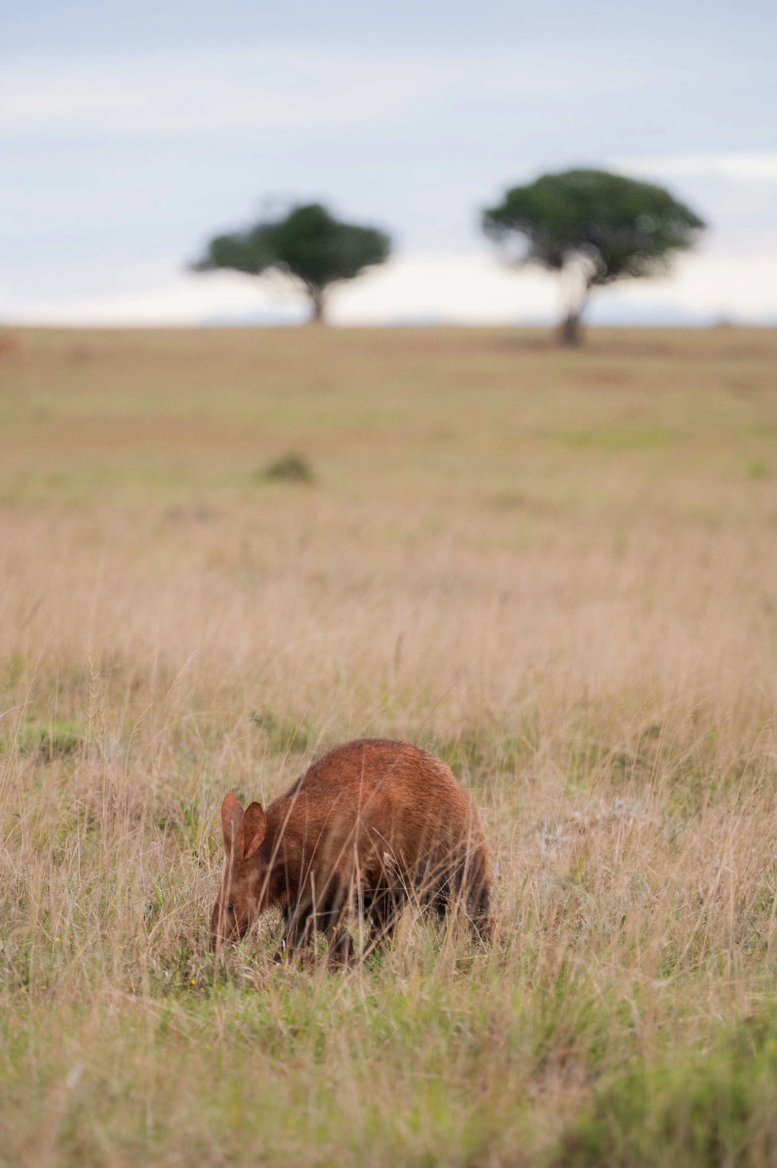 DSC_6445.jpeg