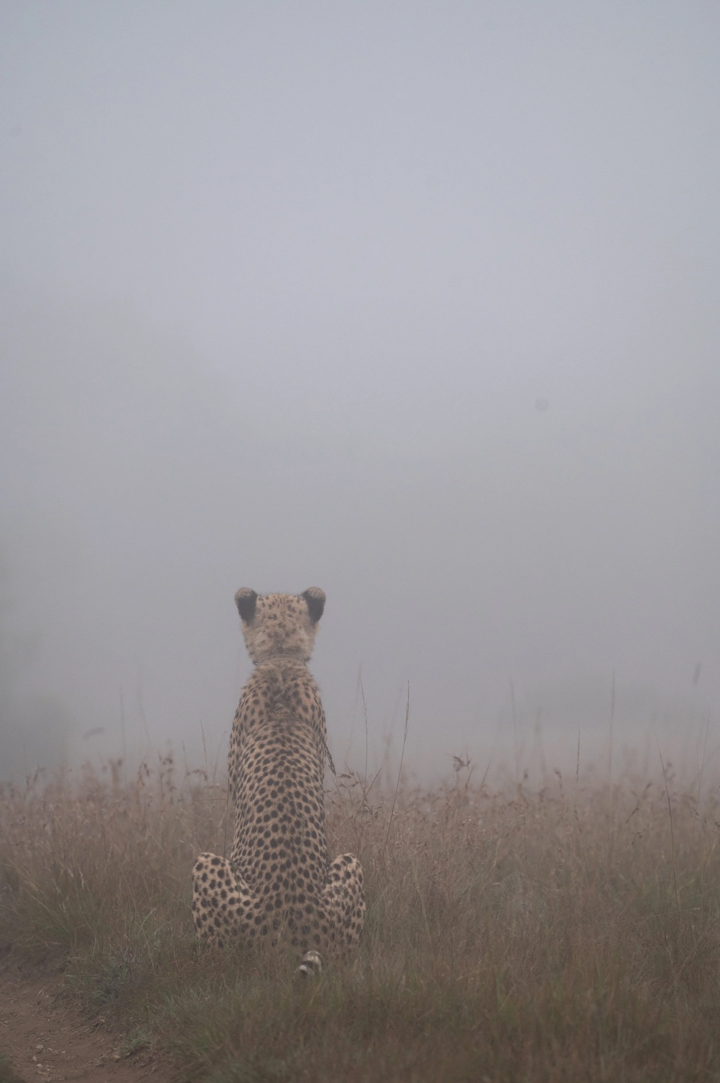 DSC_6817.jpeg
