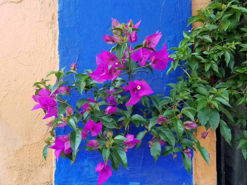 Flower on Wall in DF.jpg