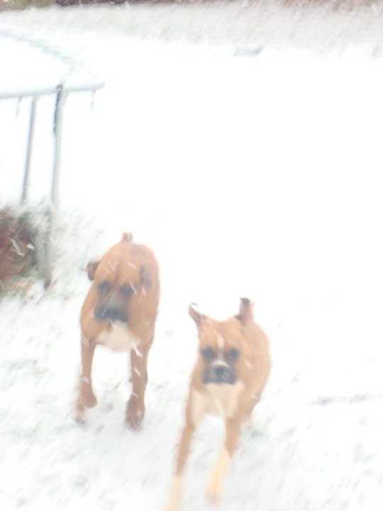 Duke & Reba