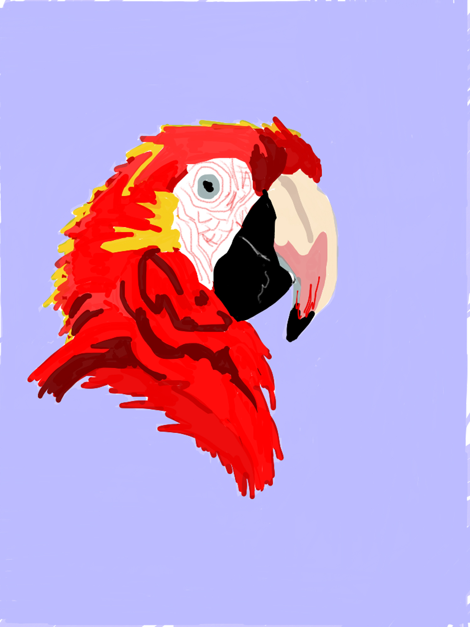 Evelyn McCorristin Peters Parrot.jpg