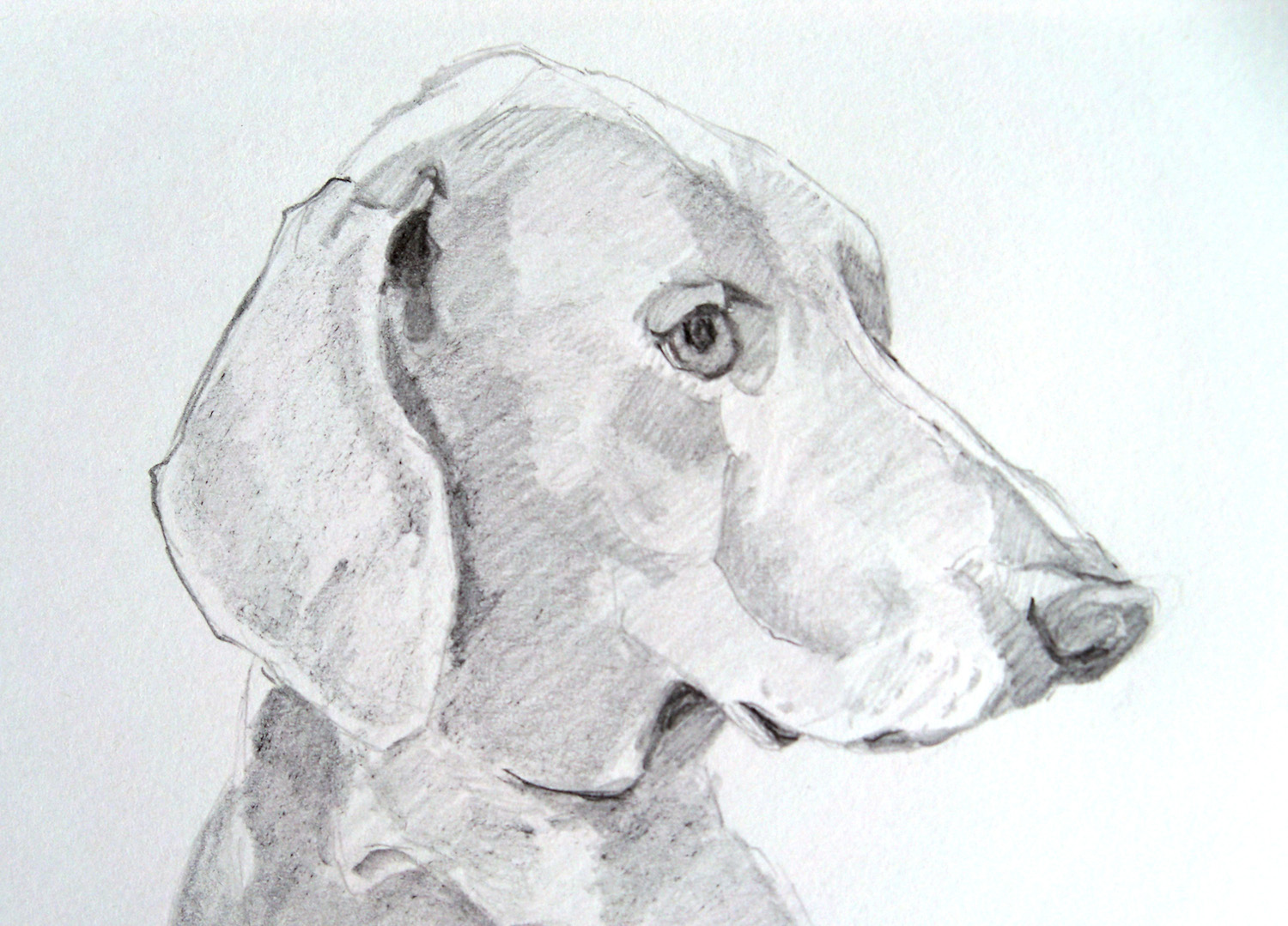 Send me a photo of your furry friend for me to draw! Custom Pet Portraits