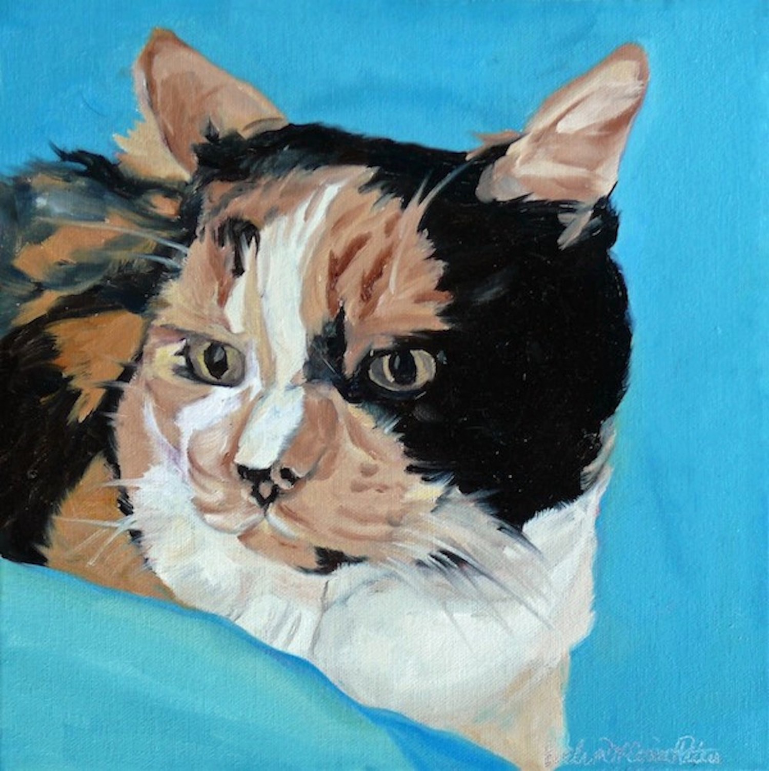 Calico Cat