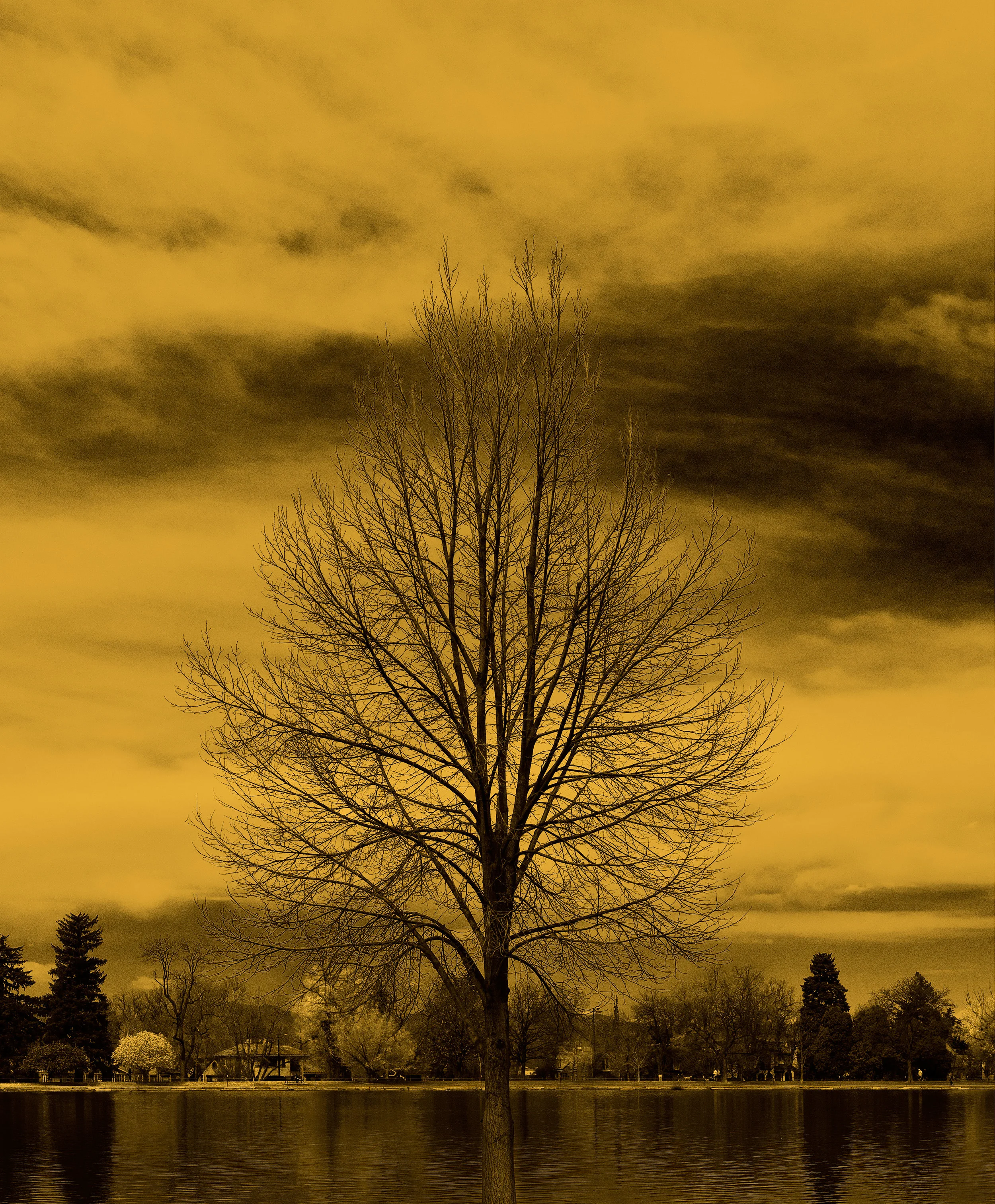 150411_Wash-Park-Tree-13-DSC7932-gold.jpg