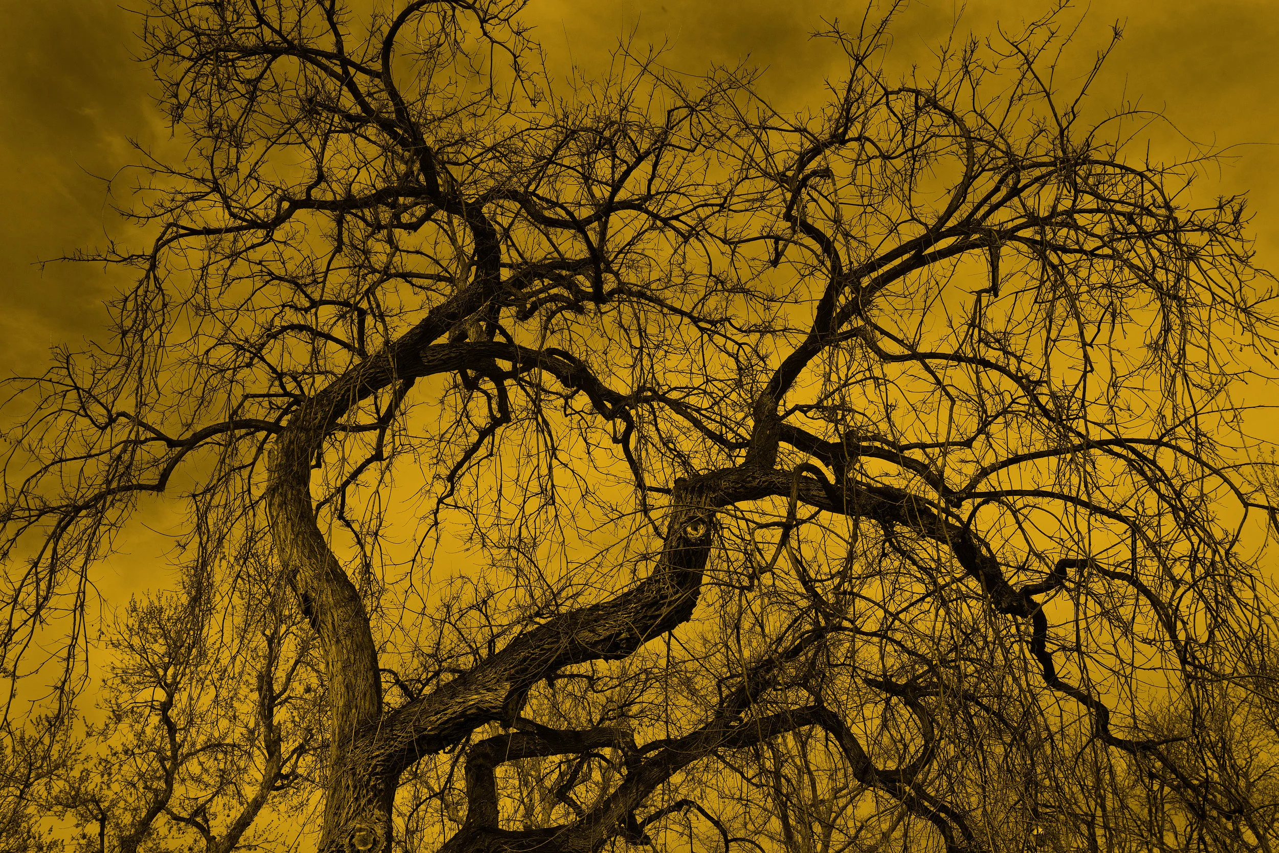 150411-Ajna-(Third-Eye)-Tree-1_DSC7791---gold-tone.jpg