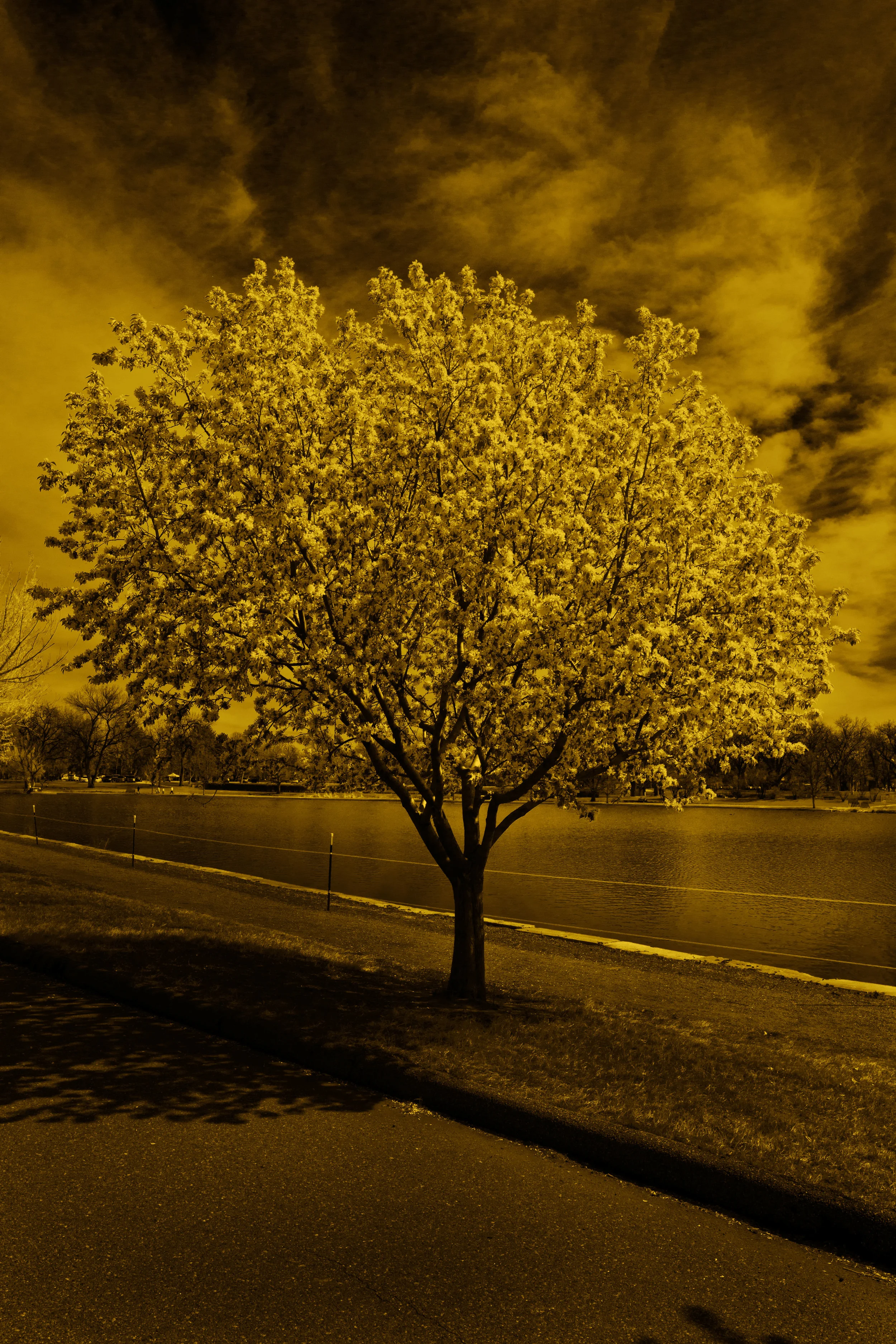 150411-Wash-Park-Tree-7---Upstart_DSC7843-gold.jpg