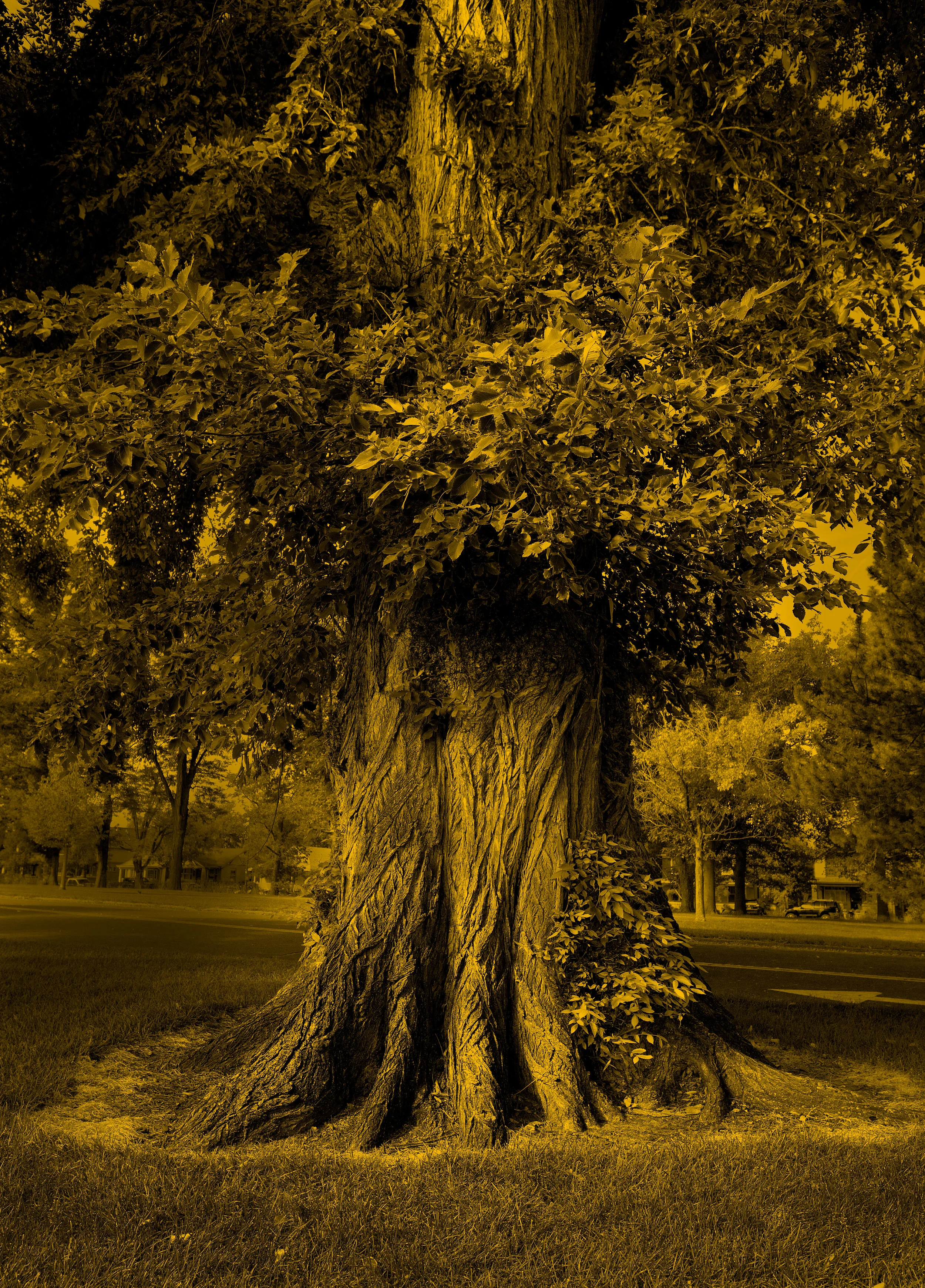150907_Old-Tree-DSC9906---mild-gold-tone.jpg