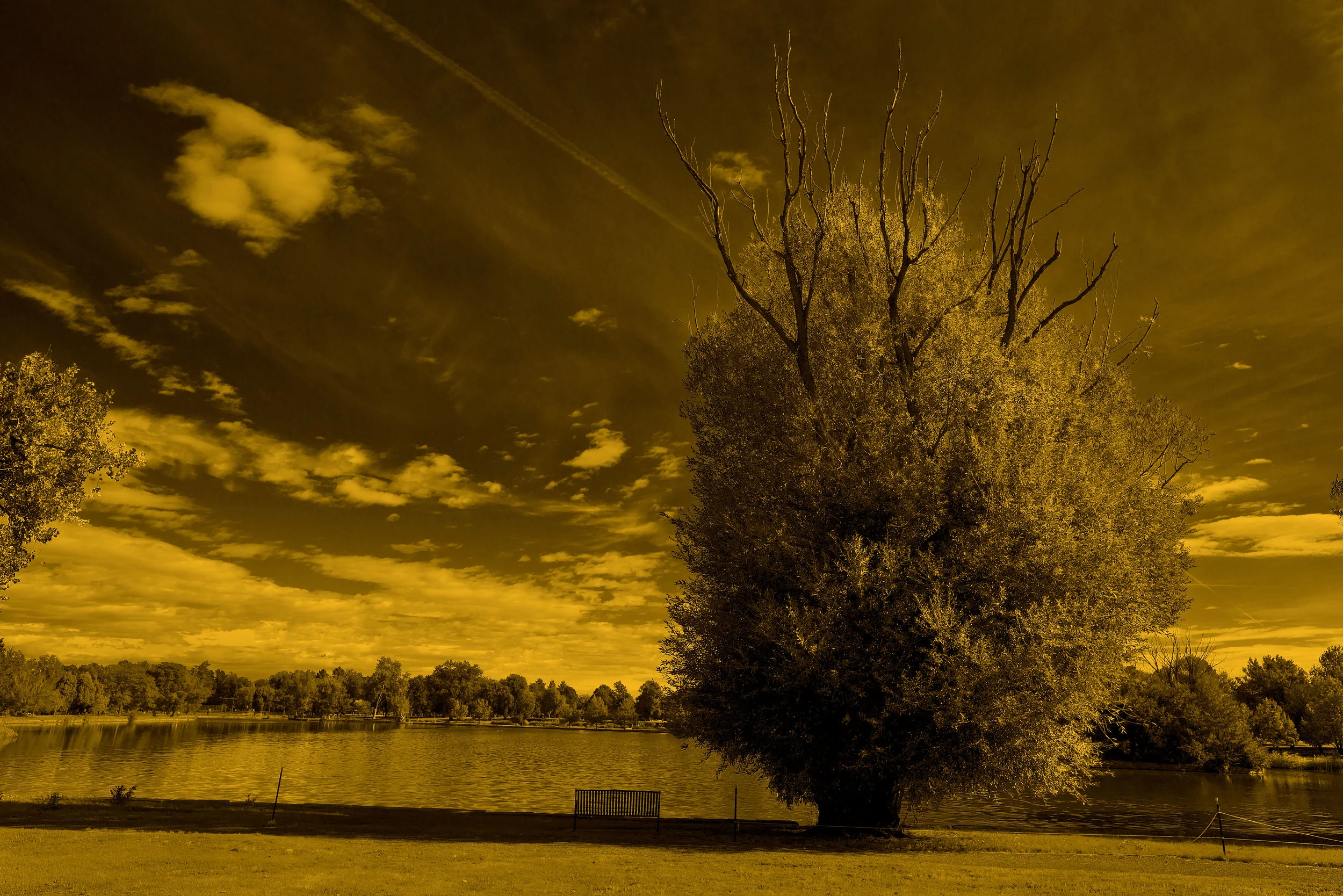 150907_Tree-and-Lake-DSC9860-gold.jpg