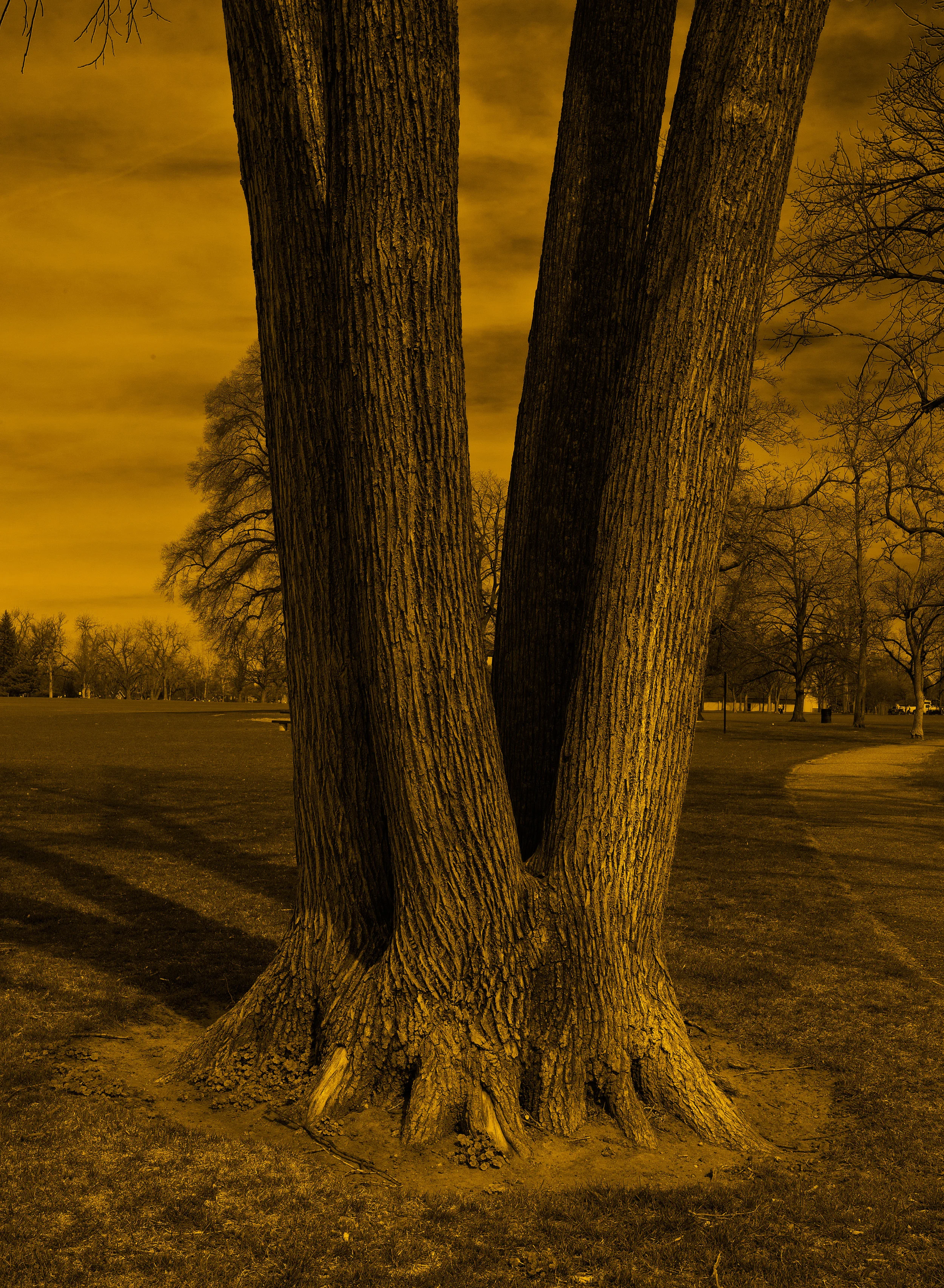 160408-Split-Tree_DSC0829.jpg
