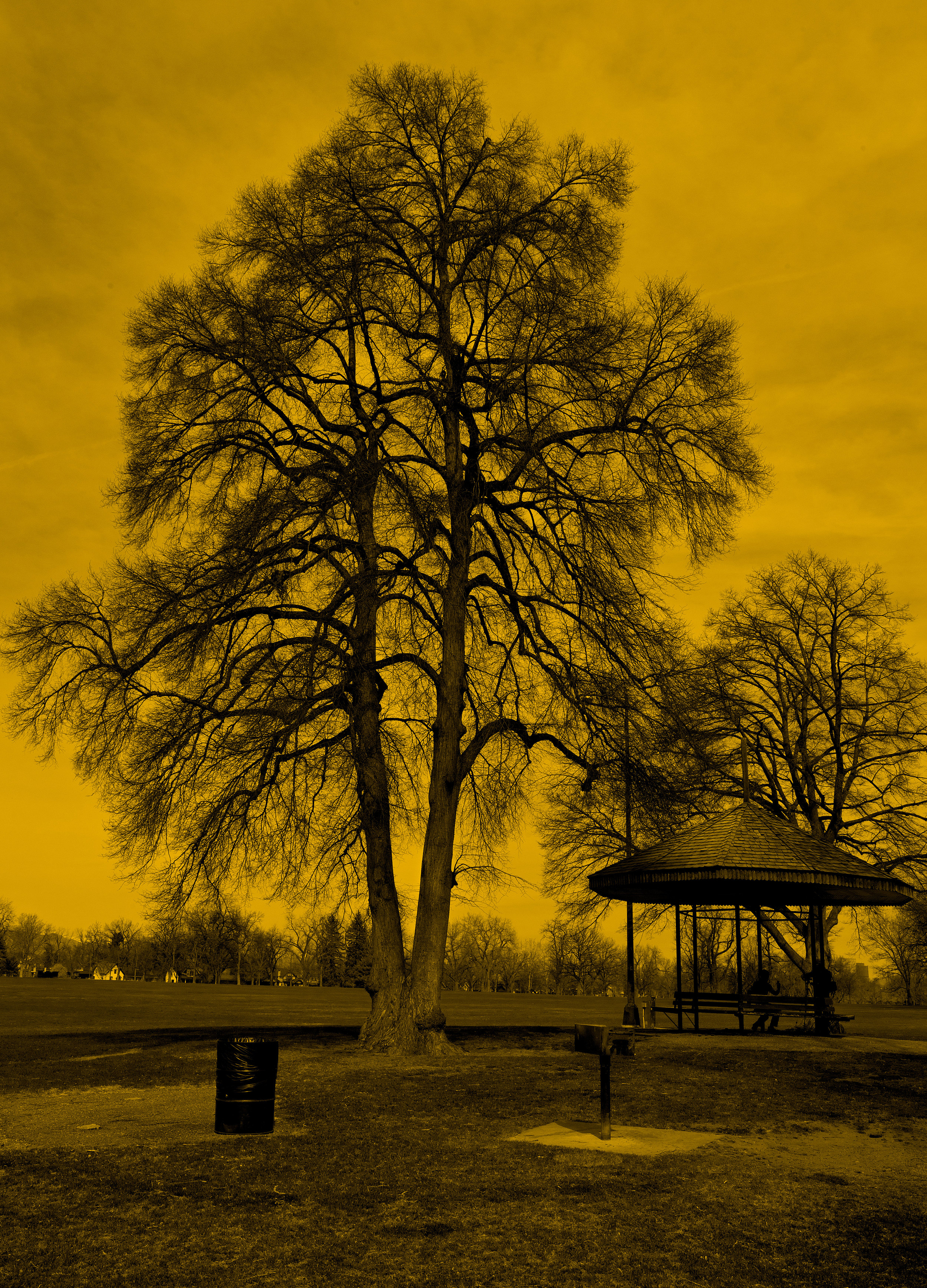 160408-Trees-and-Gazebo-_DSC0833.jpg